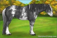 Horse Color:White Spotted Black Sabino