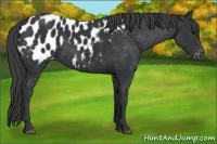 Horse Color:Black Appaloosa 