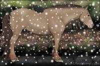 Horse Color:Classic Champagne 