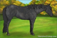 Horse Color:Black  Brindle