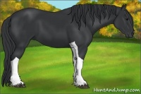Horse Color:Black Tobiano