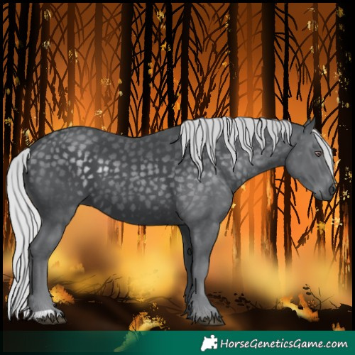 Horse Color:Silver Black Chinchilla 