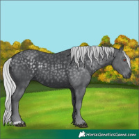 Horse Color:Silver Black Chinchilla 