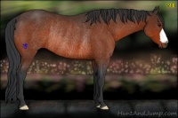 Horse Color:Bay Rabicano