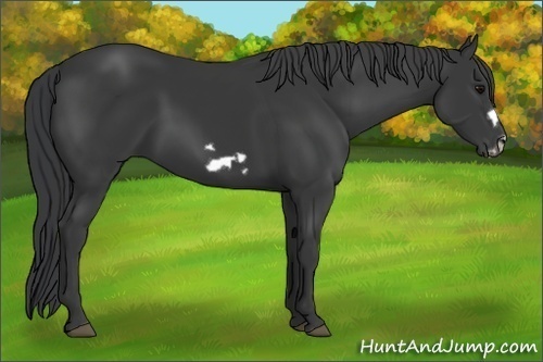 Horse Color:Black Frame