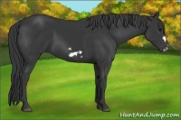 Horse Color:Black Frame 