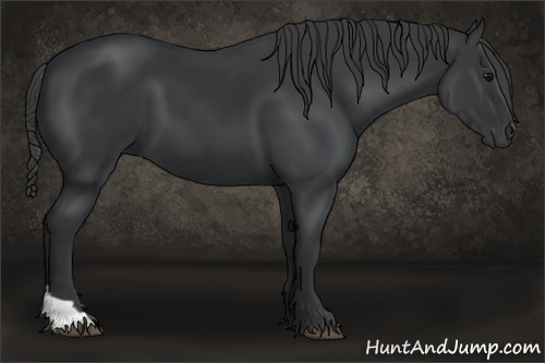 Horse Color:Black Tobiano