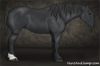 Horse Color:Black Tobiano 