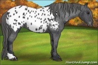 Horse Color:Black Tobiano Appaloosa 
