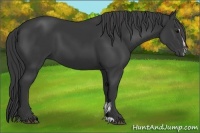 Horse Color:Black Sabino 