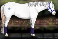 Horse Color:White Spotted Smoky Grullo Sabino Blanket