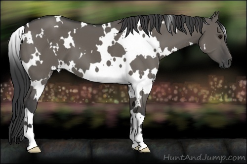 Horse Color:White Spotted Grullo 