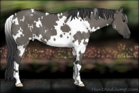 Horse Color:White Spotted Grullo 