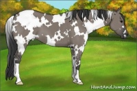 Horse Color:White Spotted Grullo