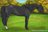 Horse Color:Black Tobiano