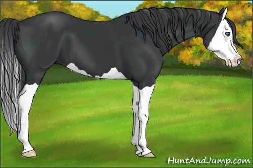 Horse Color:Black Splash