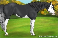 Horse Color:Black Splash