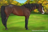Horse Color:Bay Splash 