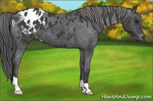 Horse Color:Black Appaloosa