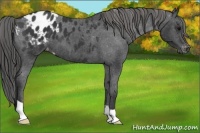 Horse Color:Black Appaloosa 