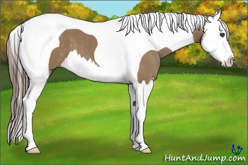 Horse Color:Liver Red Dun Splash Tobiano