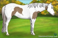 Horse Color:Liver Red Dun Splash Tobiano 