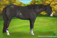 Horse Color:Liver Chestnut Sabino