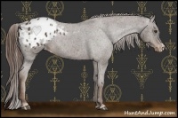 Horse Color:Liver Red Roan Appaloosa
