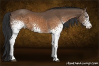 Horse Color:White Spotted Buckskin 
