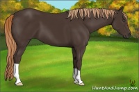 Horse Color:Liver Chestnut 