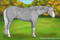 Horse Color:Silver Classic Champagne Chinchilla Splash 