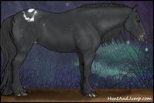 Horse Color:Black Appaloosa 