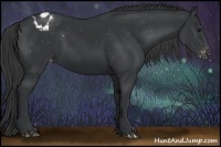 Horse Color:Black Appaloosa