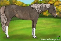 Horse Color:Chocolate Palomino 