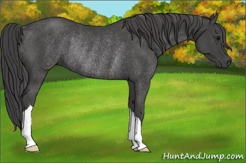 Horse Color:Smoky Black Rabicano 