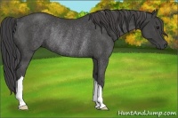 Horse Color:Smoky Black Rabicano 
