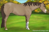 Horse Color:Classic Champagne 