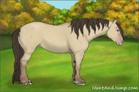 Horse Color:Classic Champagne Dun 