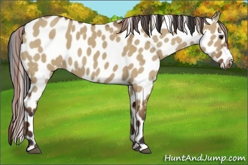 Horse Color:Bay Dun Appaloosa 