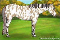 Horse Color:Bay Dun Appaloosa 