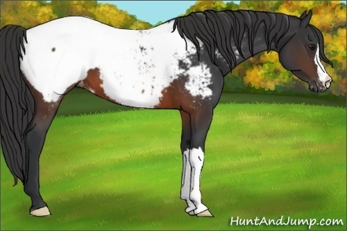 Horse Color:Brown Appaloosa