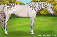Horse Color:Buckskin Appaloosa