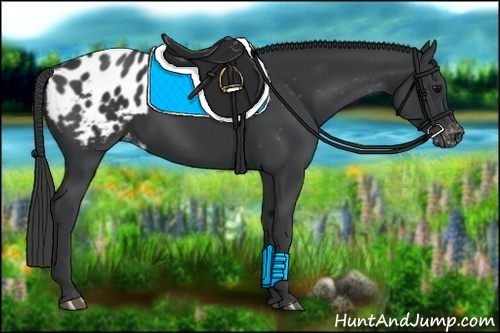 Horse Color:Black Appaloosa Rabicano