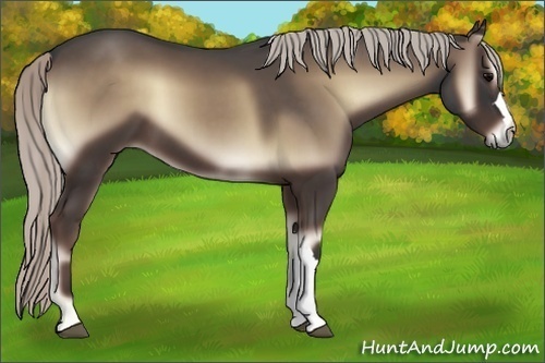 Horse Color:Silver Blue Onyx 
