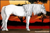 Horse Color:Palomino Pearl Sabino Appaloosa Rabicano