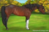 Horse Color:Bay Rabicano 