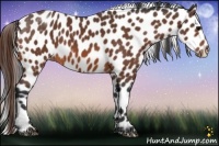 Horse Color:Bay Appaloosa