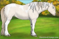 Horse Color:Perlino Roan Tobiano