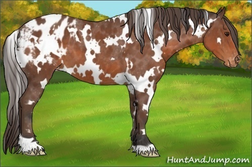 Horse Color:White Spotted Bay Appaloosa 