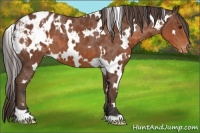 Horse Color:White Spotted Bay Appaloosa